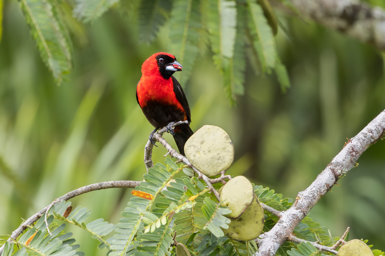 Masked Crimson Tanager