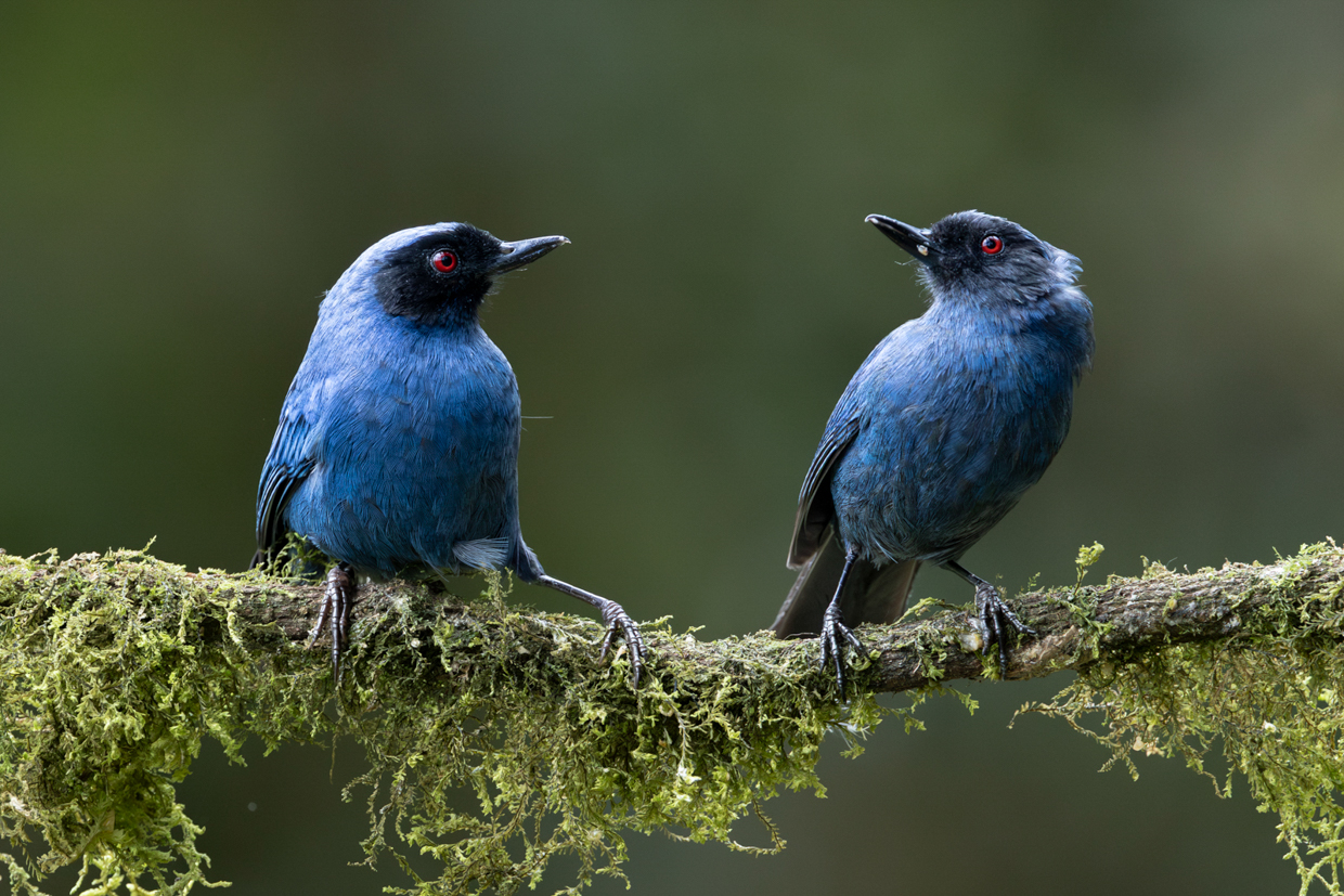 Masked Flowerpiercer