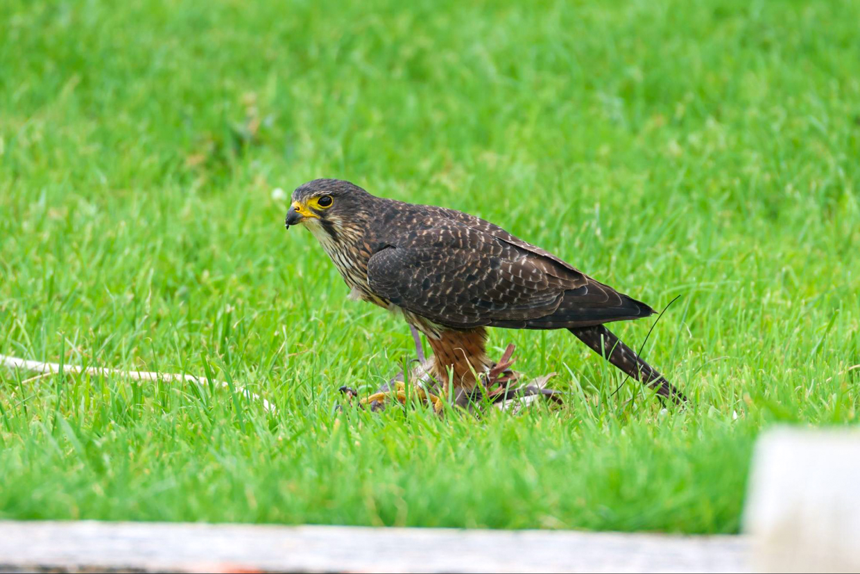 New Zealand Falcon