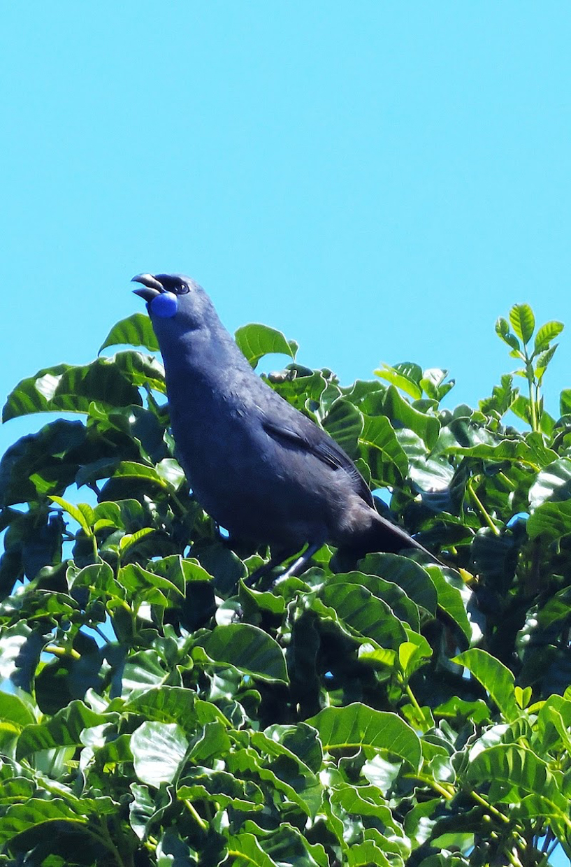 North Island Kokako