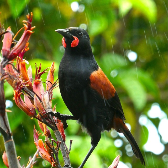 North Island Saddleback
