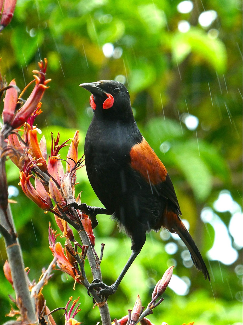 North Island Saddleback 