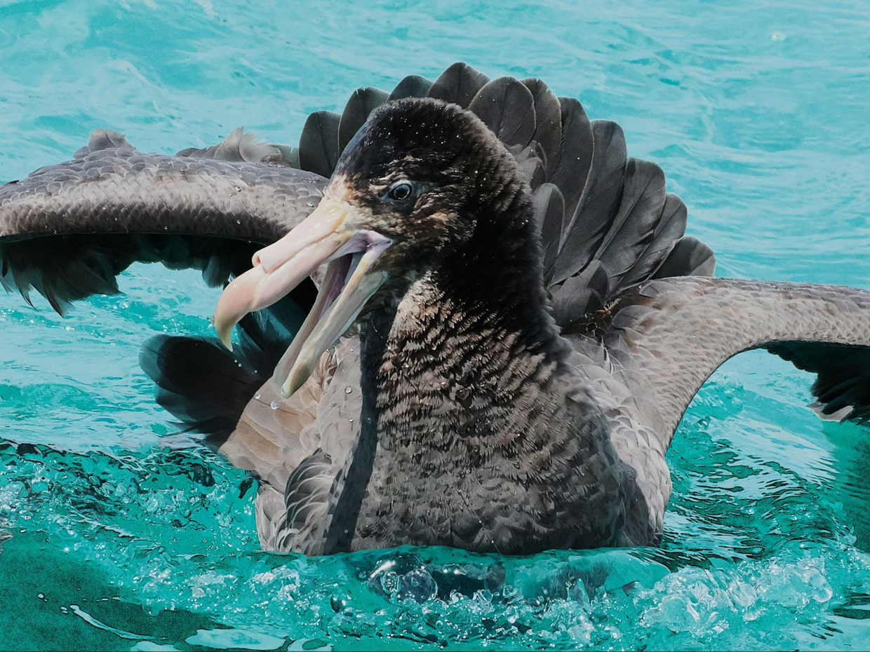 Northern Giant Petrel (© May Britto
