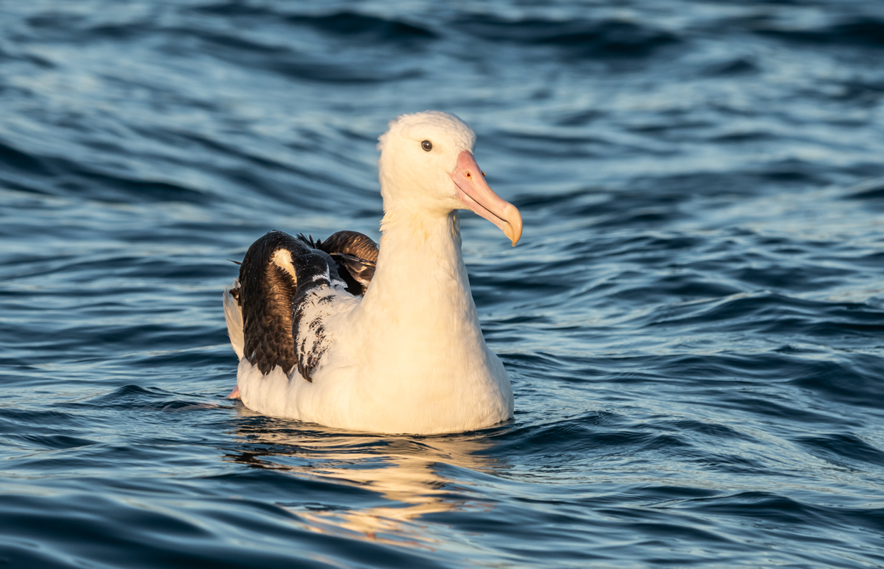 Northern Royal Albatross