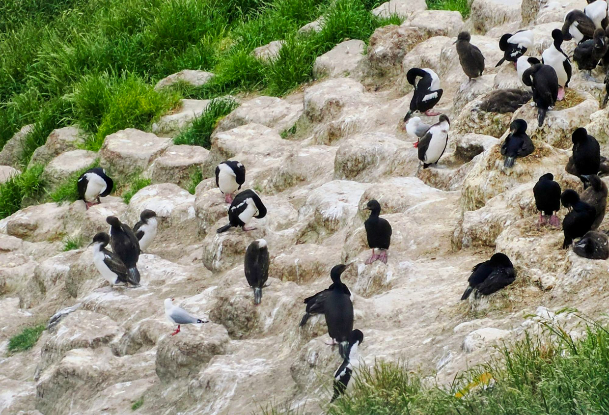 Otago Shag breeding colony at Taiaroa Head