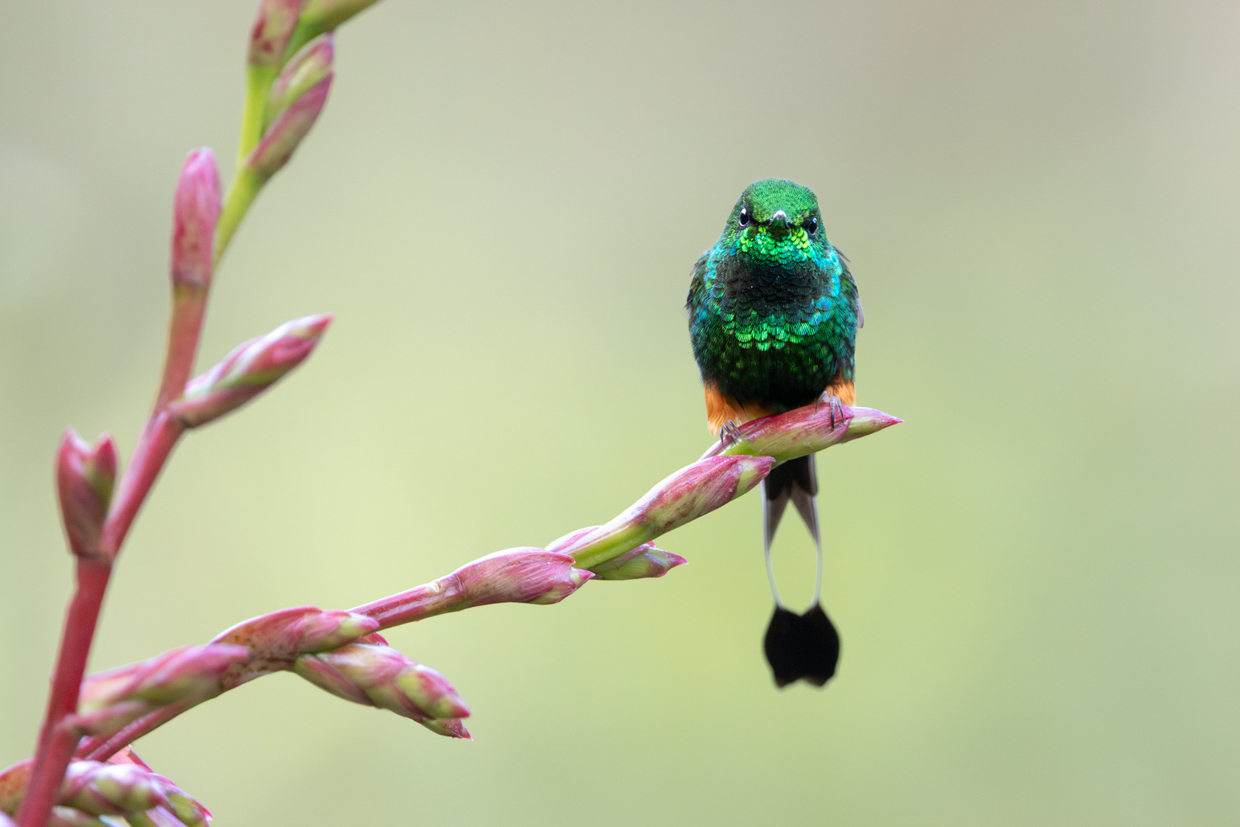 Peruvian Racket-tail