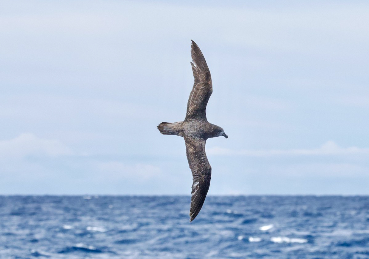 Providence Petrel