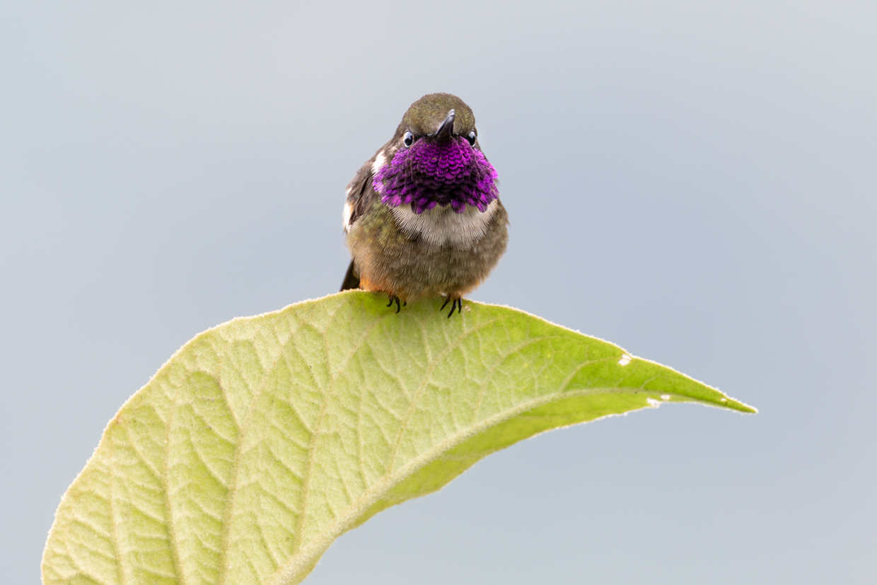 Purple-throated Woodstar