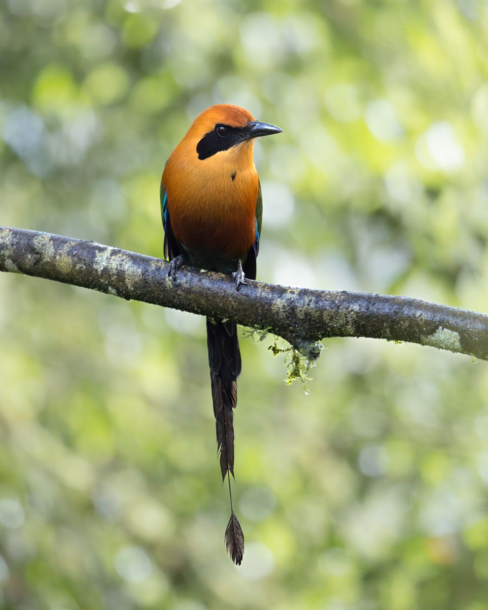 Rufous Motmot