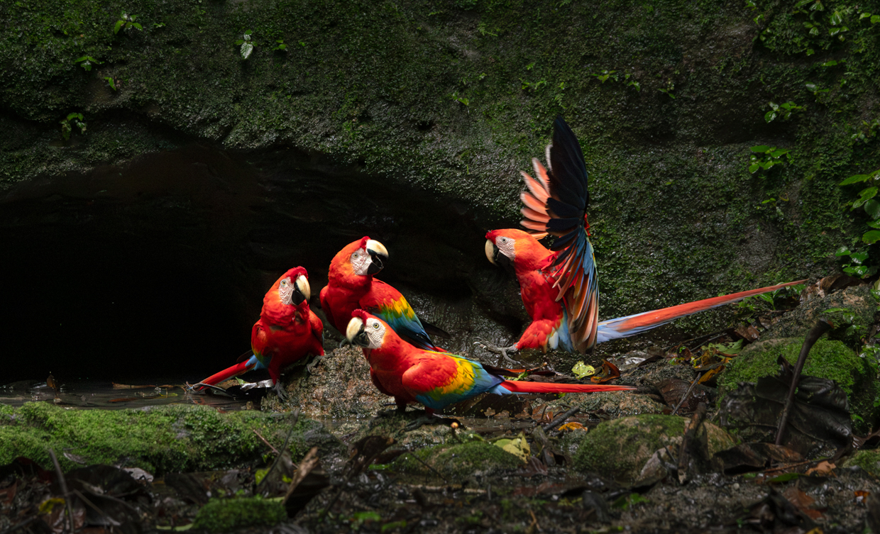 Scarlet Macaws