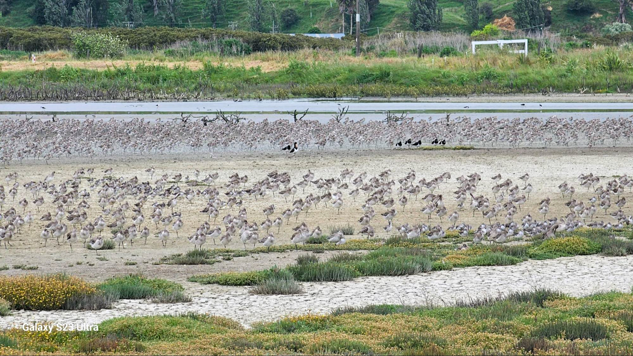Shorebirds roosting at hightide, Robert Findlay Wildlife Reserve/Pūkorokoro Miranda Shorebird Centre