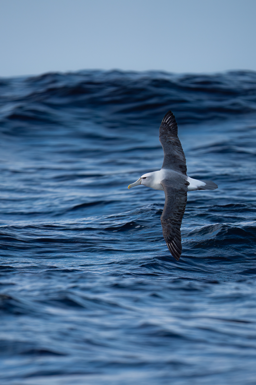 Shy Albatross
