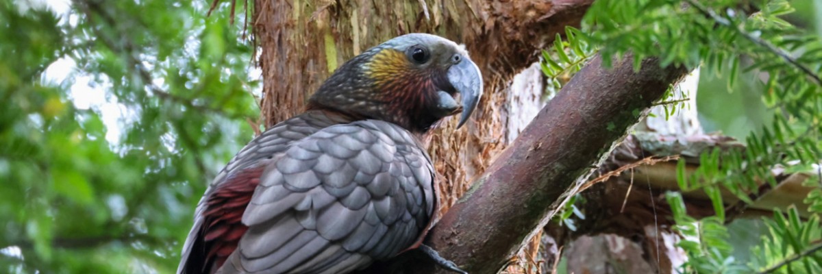 New Zealand Trip Report (Nov 5 - 26, 2025)