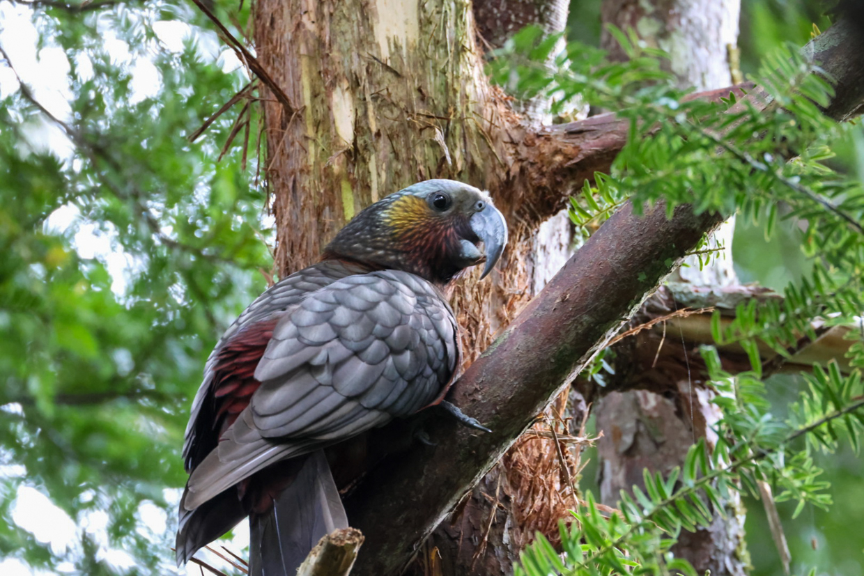 South Island Kaka (© Greg Starr) Yellowhead 