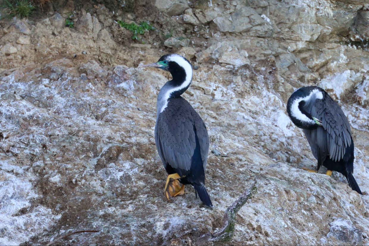 Spotted Shags on the way back from Blumine Island 