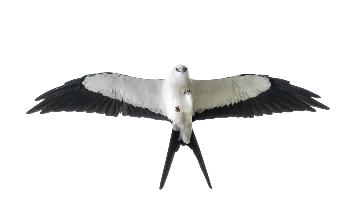 Swallow-tailed Kite