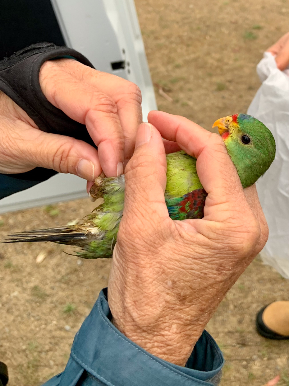 Rescued Swift Parrot