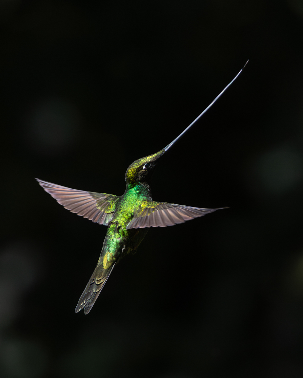 Sword-billed Hummingbird