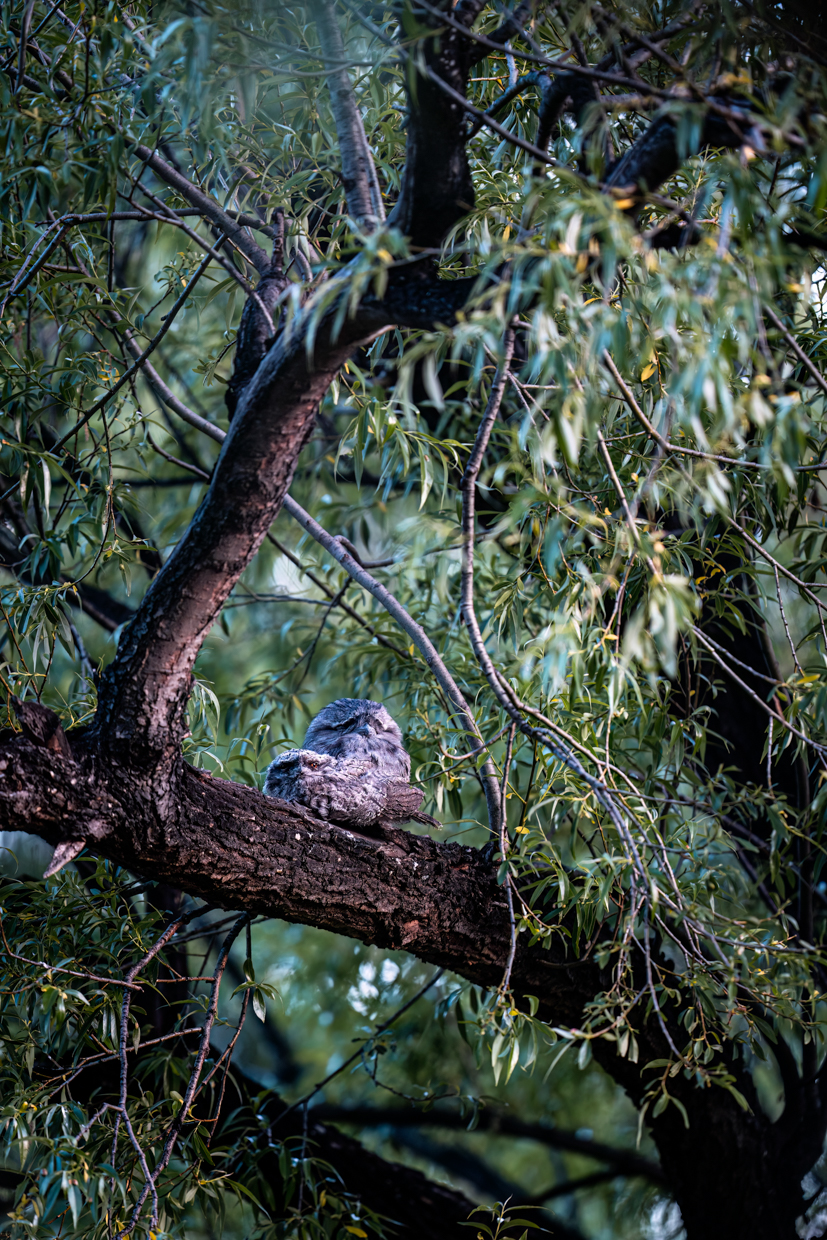Tawny Frogmouth