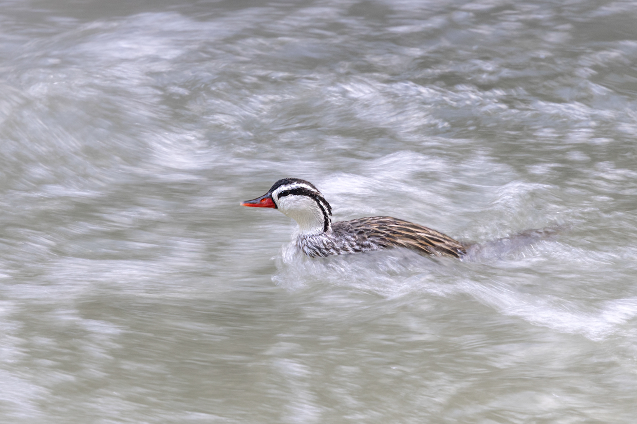 Torrent Duck