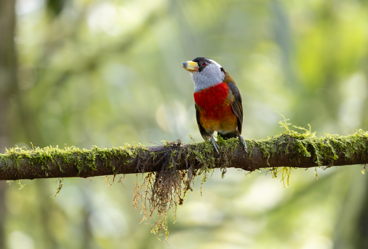 Toucan Barbet