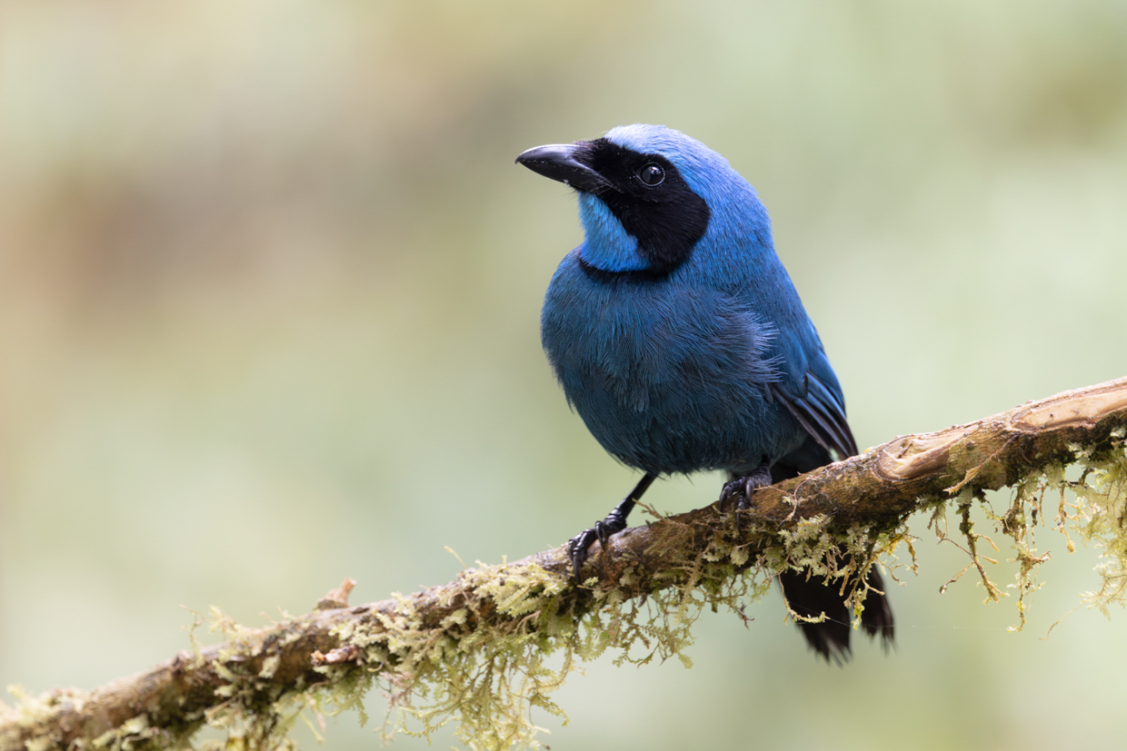 Turquoise Jay