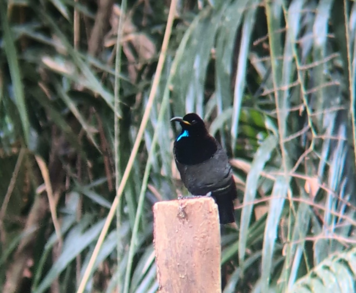Victoria's Riflebird
