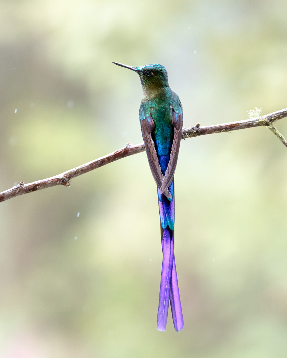 Violet-tailed Sylph
