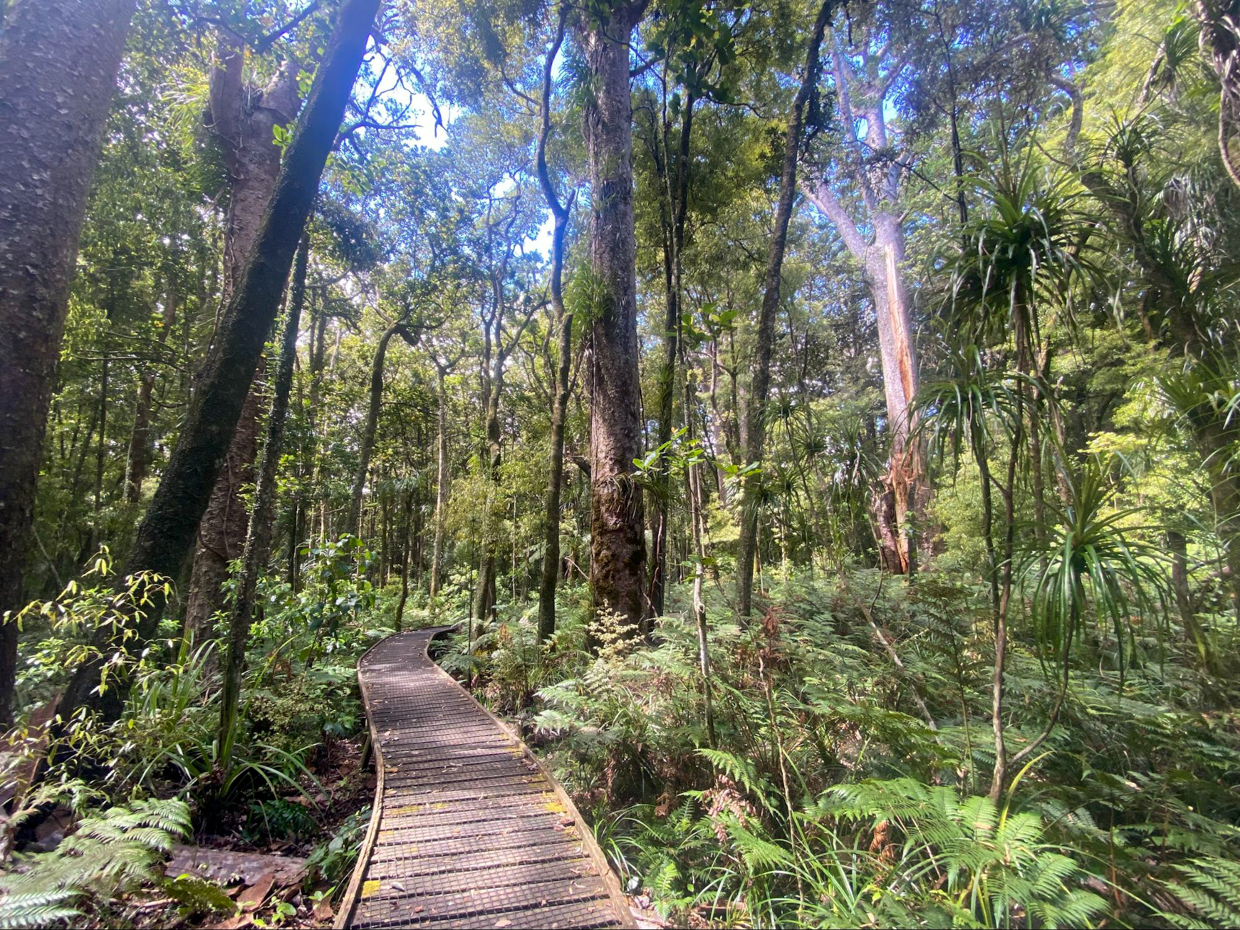 Elevated walkway to protect Kauri from infection, Trounson Kauri Park 