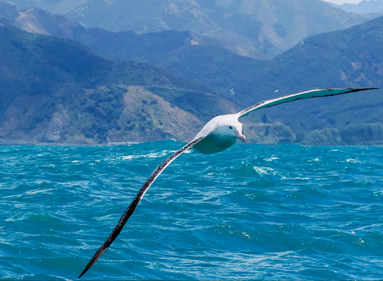 Wandering Albatross