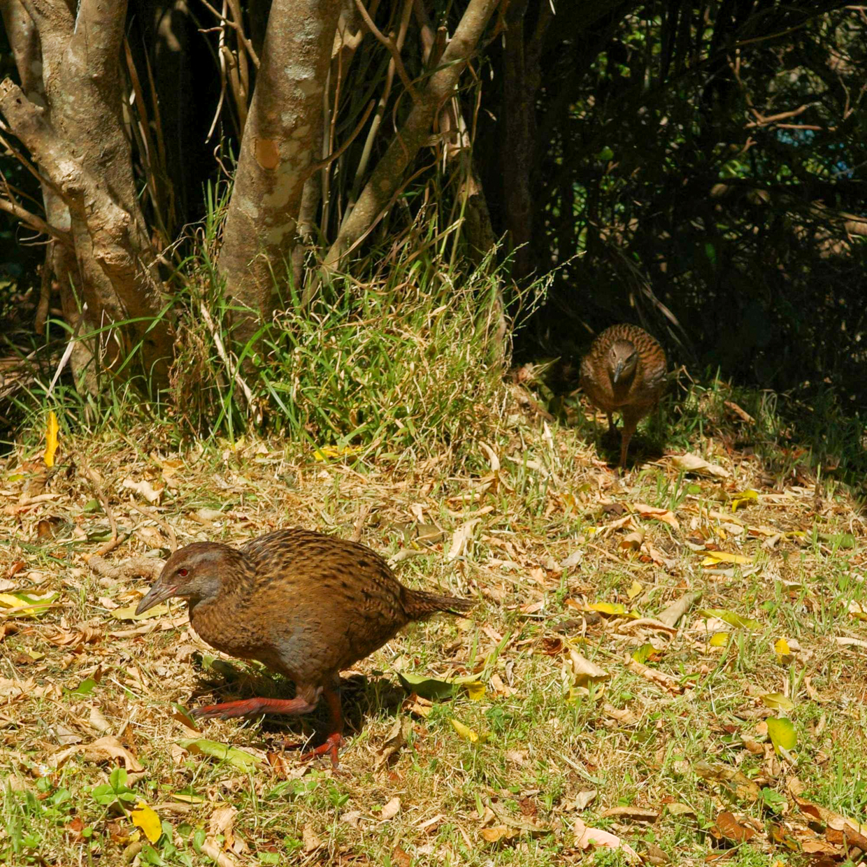 Weka family on Blumine Island