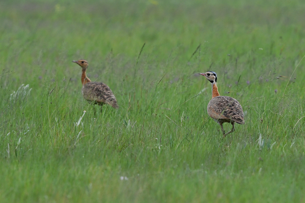 White-bellied Bustard