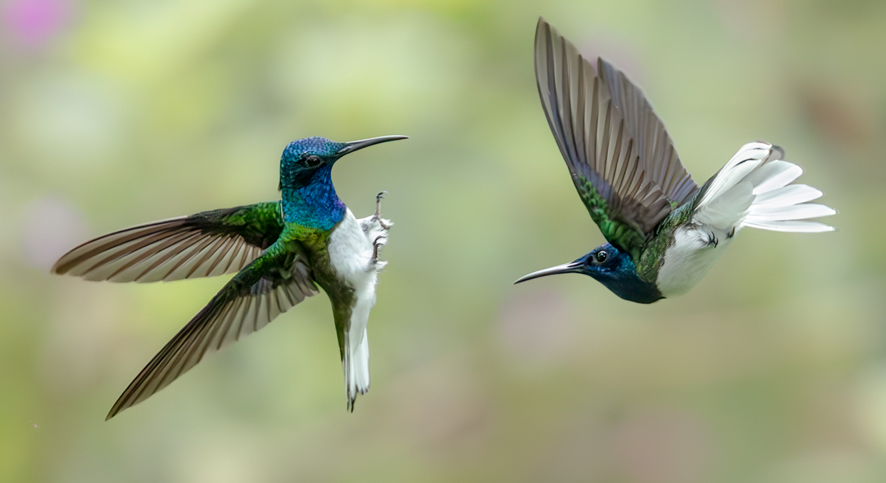 White-necked Jacobins