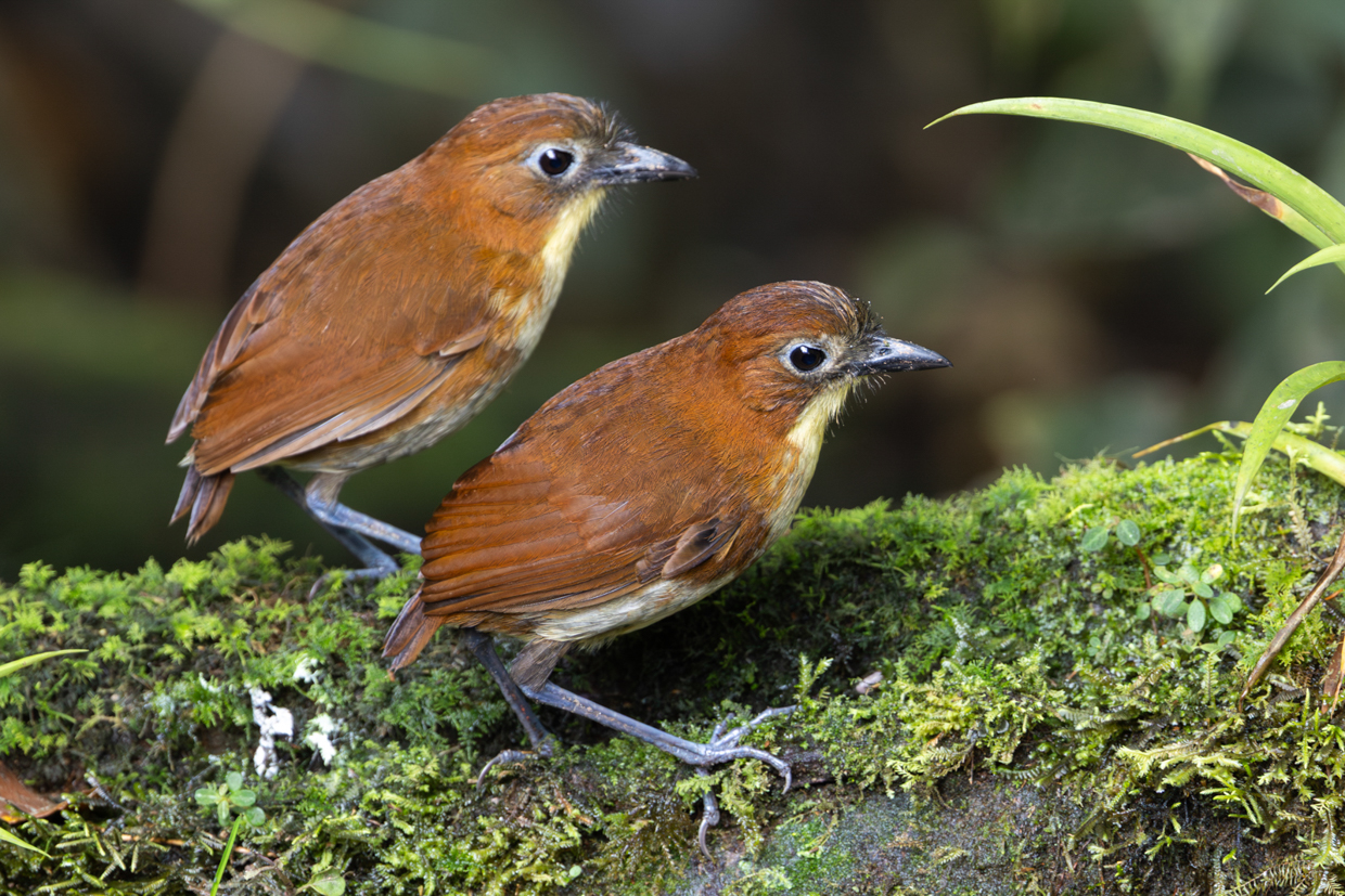 Yellow-breasted Antpittas