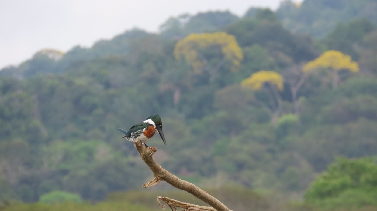 Amazon Kingfisher