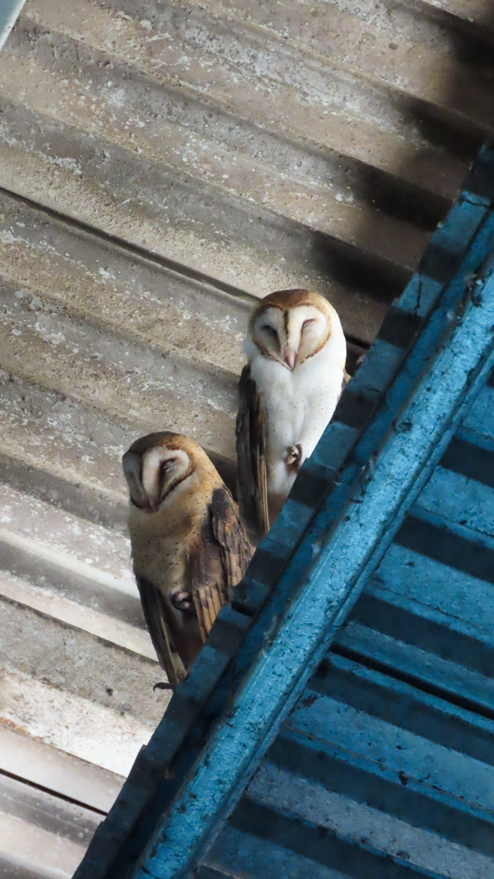 Barn Owl