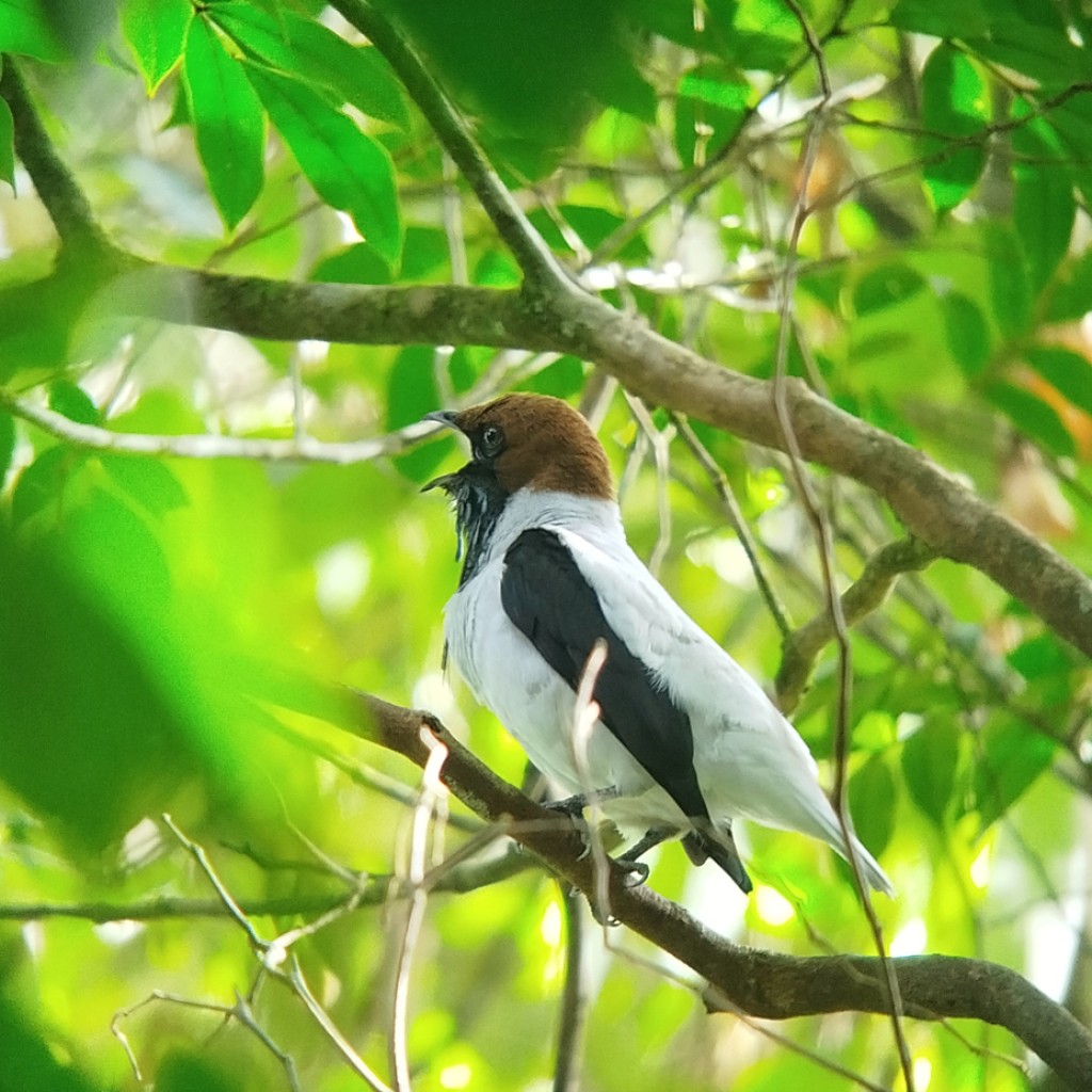 Bearded Bellbird