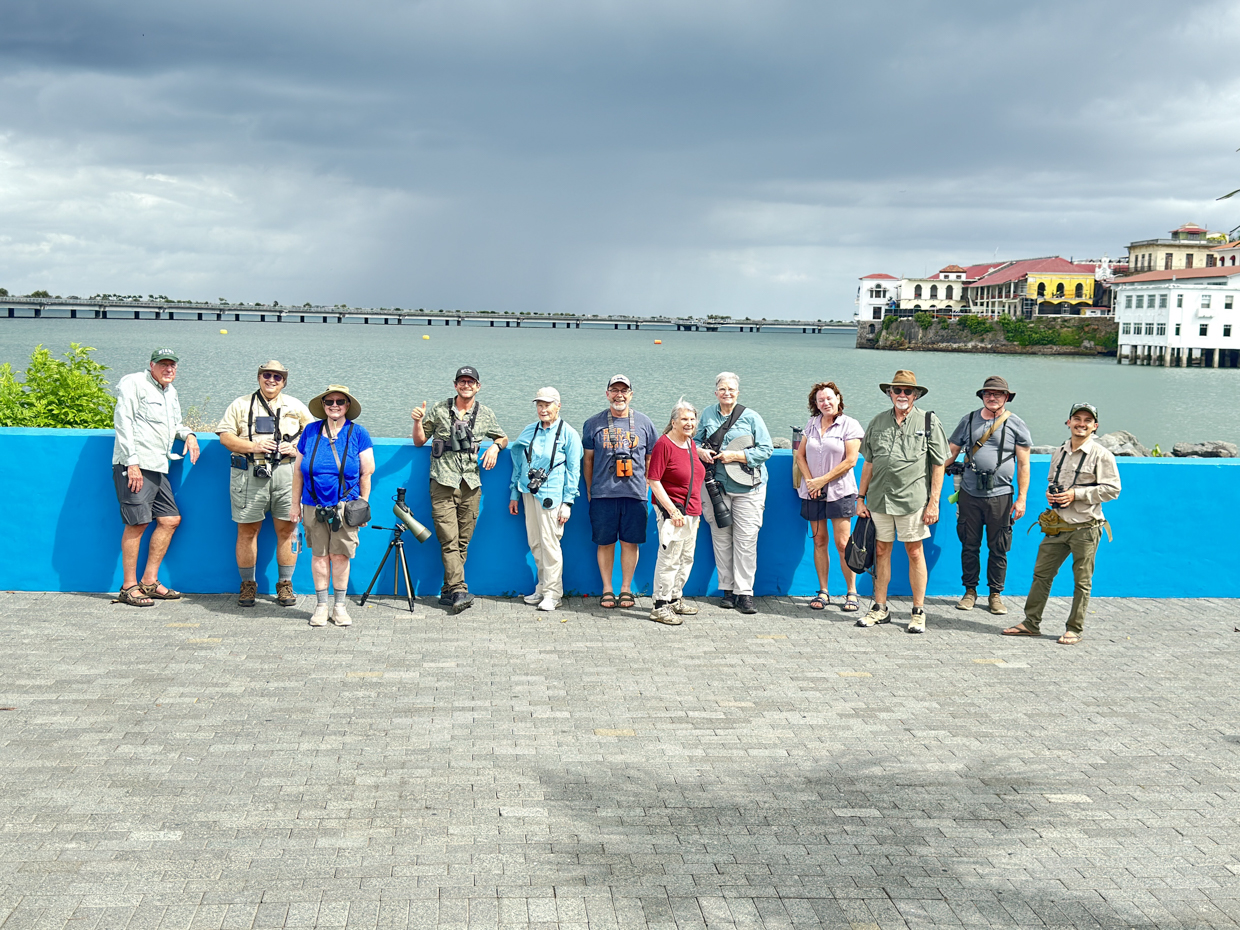 Birding at Casco Viejo, Panama