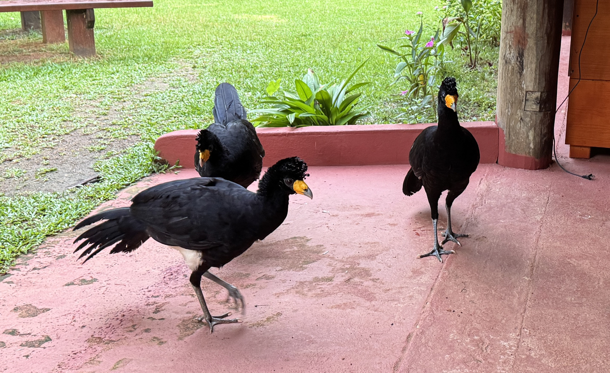 Black Curassows