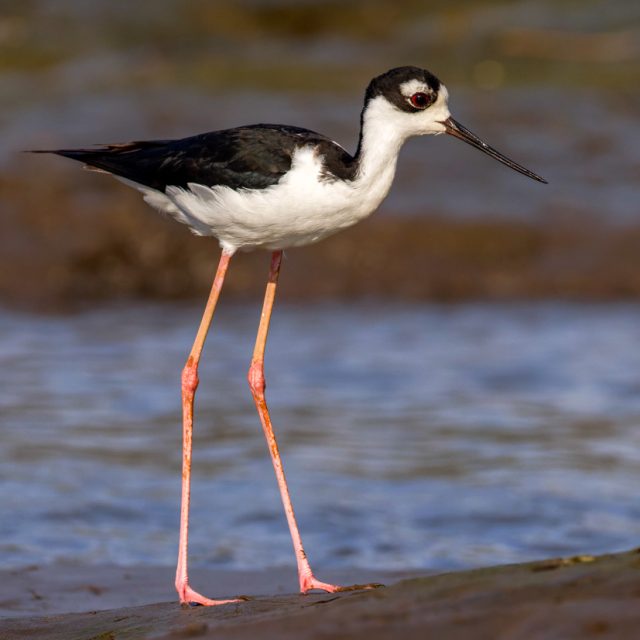 Black-necked Stilt
