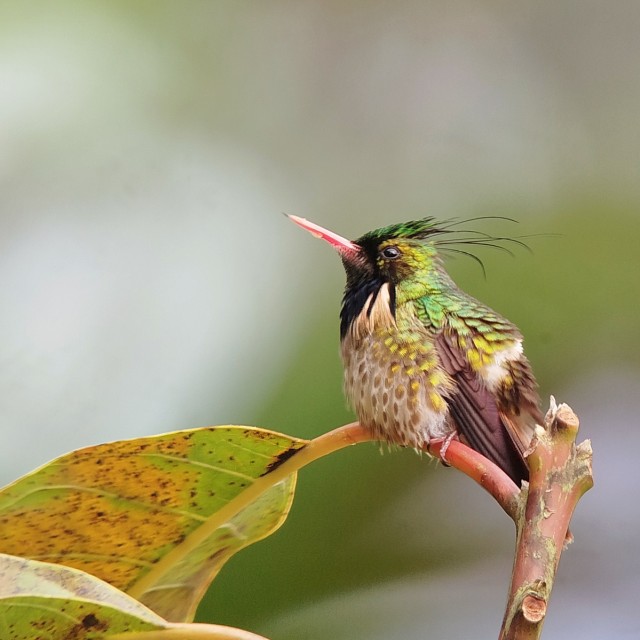 Black-crested Coquette