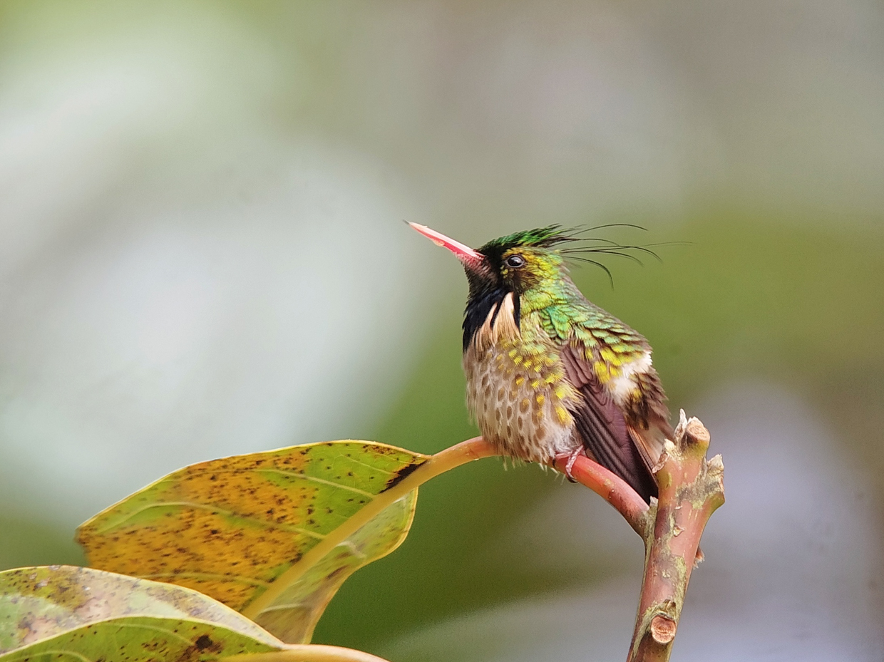 Black-crested Coquette