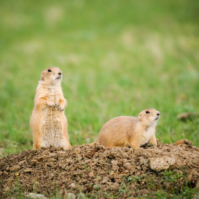 Black-tailed Prairie Dogs, Grasslands National Park Saskatchewan Canada