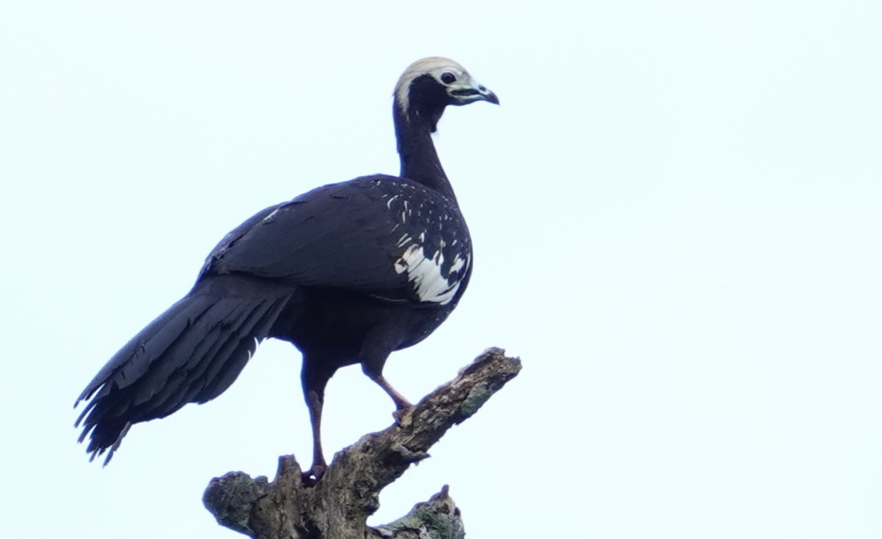 Blue-throated Piping-Guan