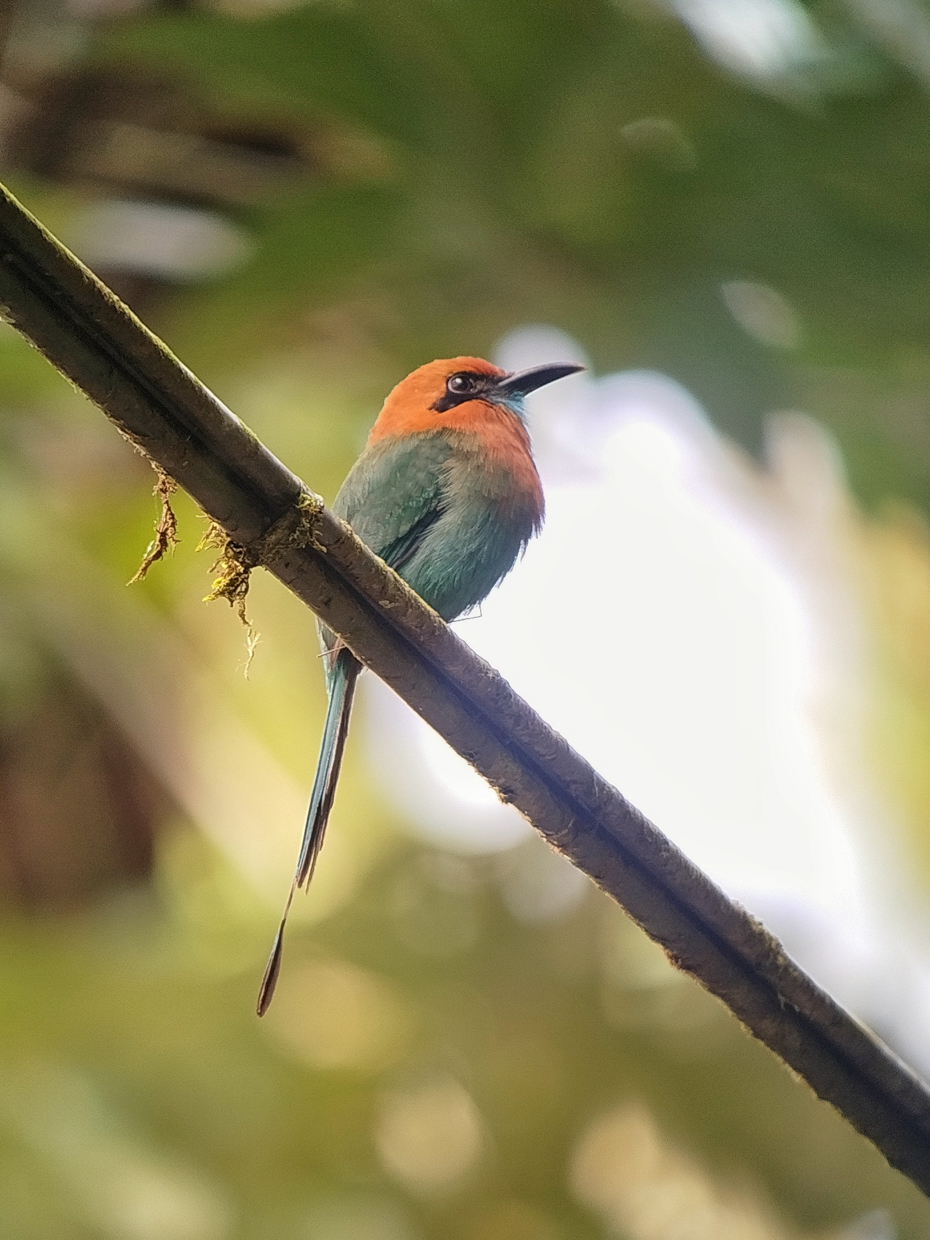 Broad-billed Motmot