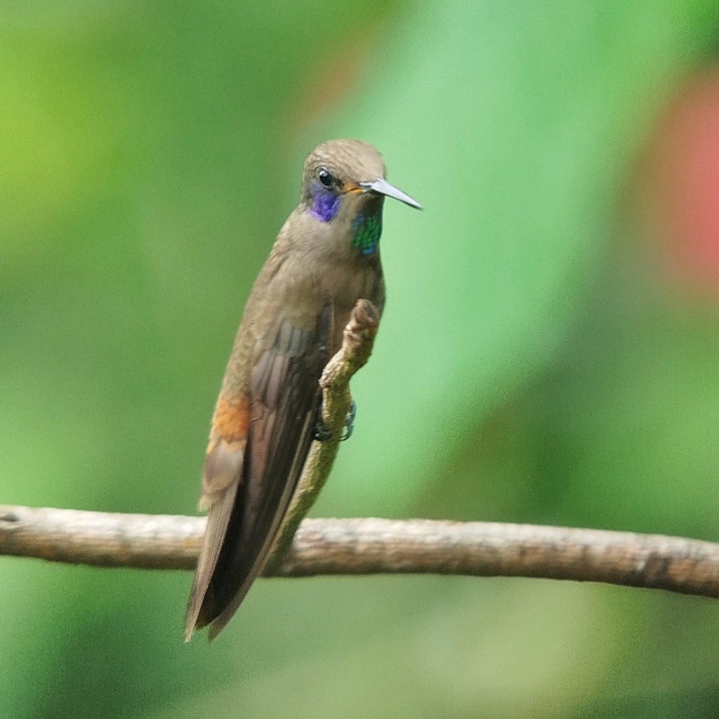Brown Violetear