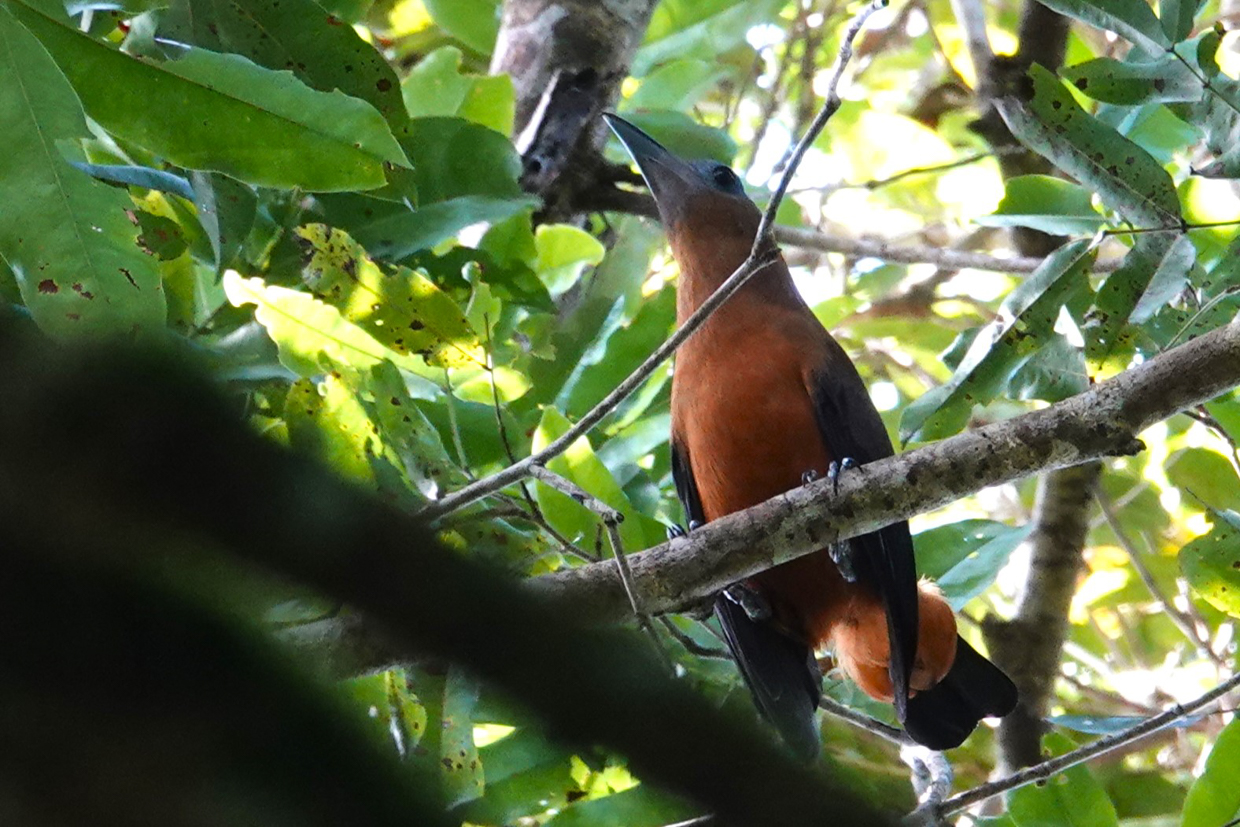 Capuchinbird