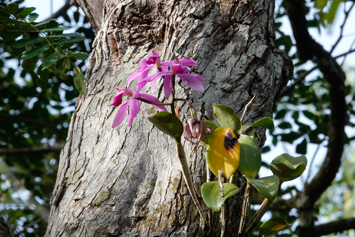 Cattleya violacea