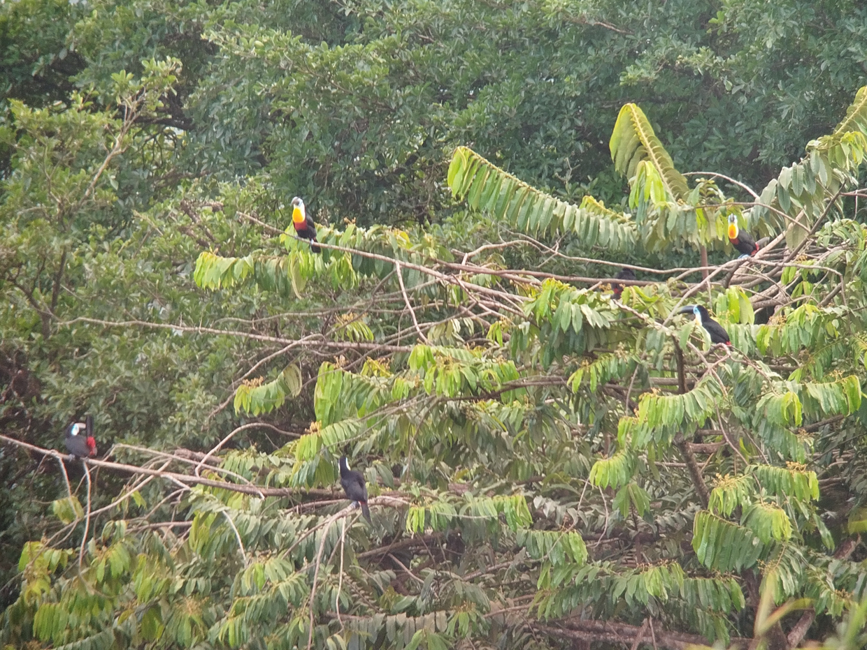 Channel-billed Toucans