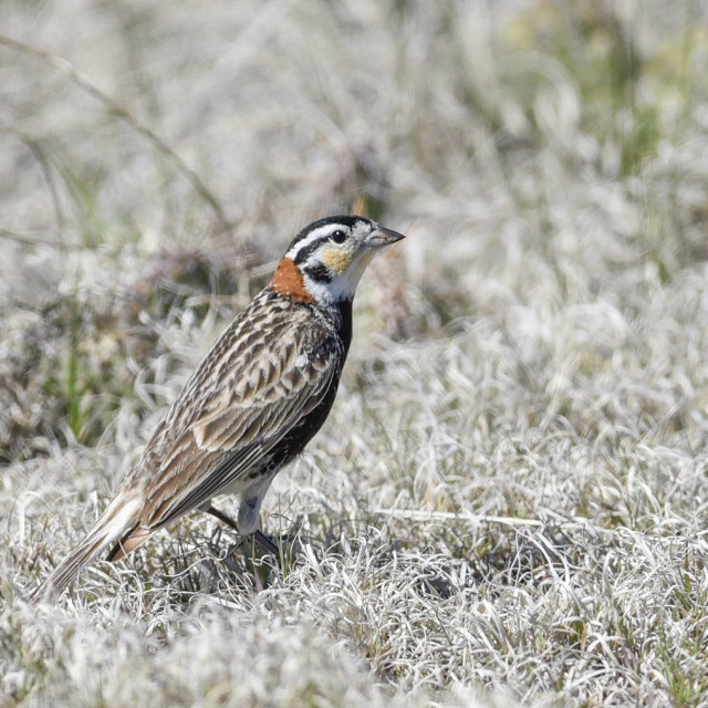 Chestnut-collared Longspur